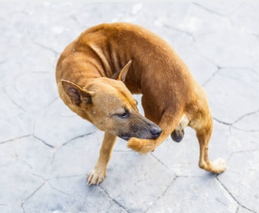 dog bite tail